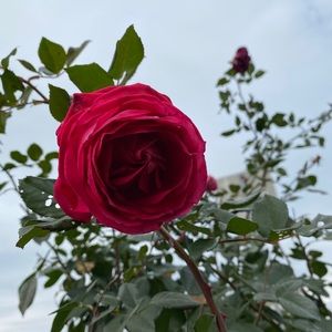 Meet your Posher, Erik